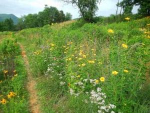 Pollinator Meadow